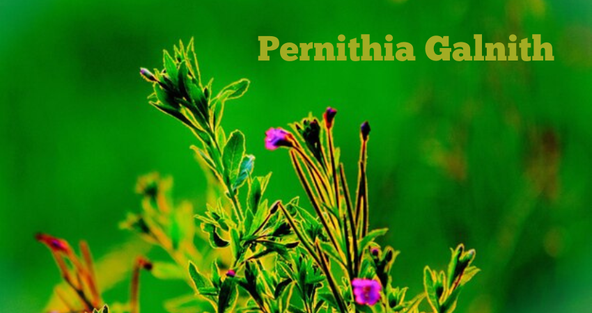 pernithia galnith