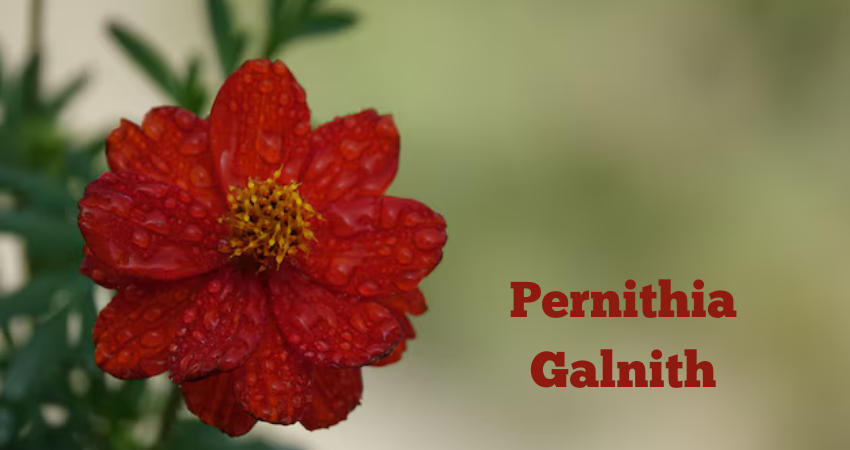 pernithia galnith